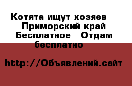 Котята ищут хозяев! - Приморский край Бесплатное » Отдам бесплатно   